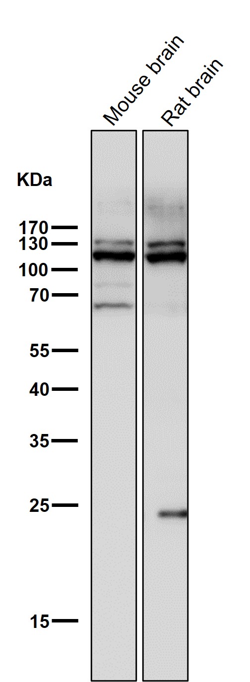 1 - Anti-MUC2 Rabbit Monoclonal Antibody ABO13534