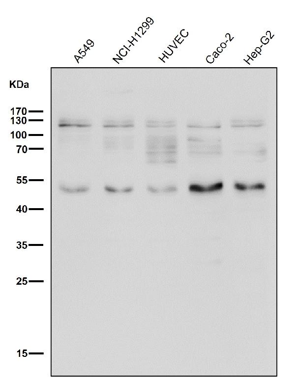 1 - Anti-MUC2 Rabbit Monoclonal Antibody ABO13534