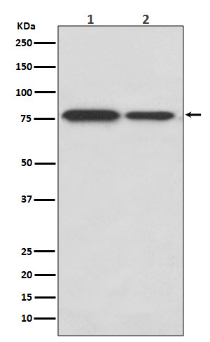 1 - Anti-DRD1/Dopamine Receptor D1 Rabbit Monoclonal Antibody ABO13535