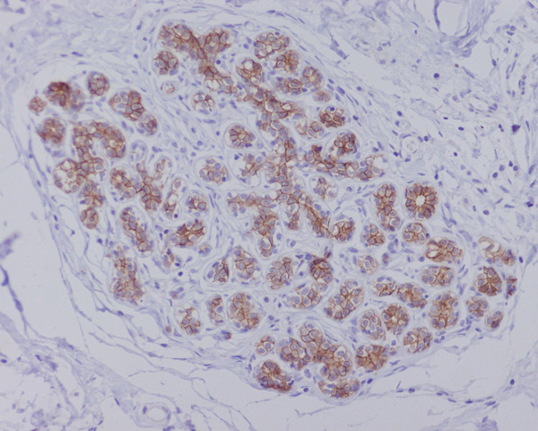 2 - Anti-AQP1 Rabbit Monoclonal Antibody ABO13536