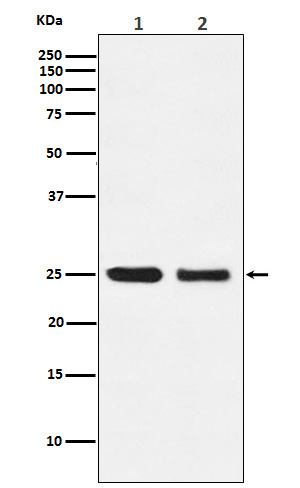 1 - Anti-AQP1 Rabbit Monoclonal Antibody ABO13536