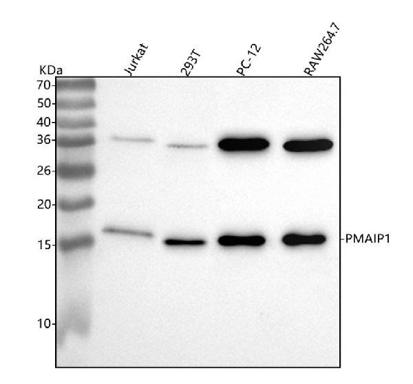 1 - Anti-Noxa Rabbit Monoclonal Antibody ABO13537