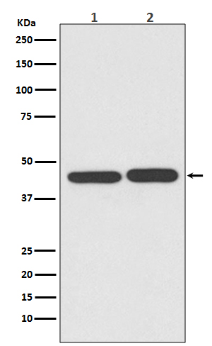 1 - Anti-TIA1 Rabbit Monoclonal Antibody ABO13540