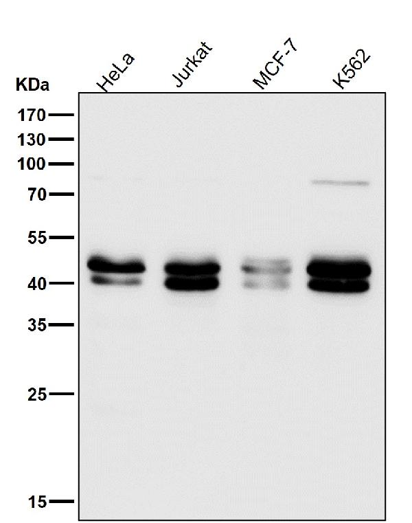 1 - Anti-TIA1 Rabbit Monoclonal Antibody ABO13540
