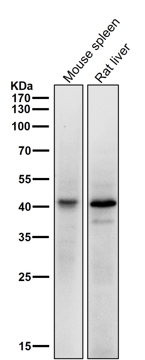 1 - Anti-TIA1 Rabbit Monoclonal Antibody ABO13540
