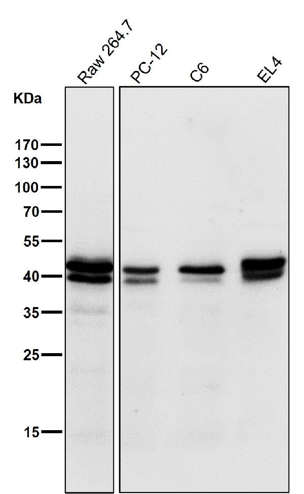 1 - Anti-TIA1 Rabbit Monoclonal Antibody ABO13540