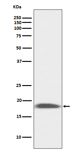1 - Anti-LY6A/Sca1 Rabbit Monoclonal Antibody ABO13541