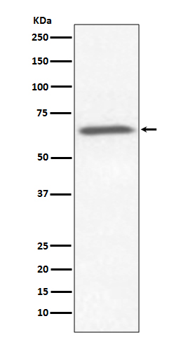 1 - Anti-Ku70 XRCC6 Rabbit Monoclonal Antibody ABO13542