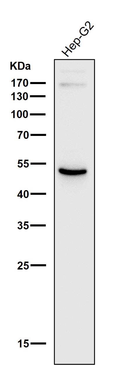 1 - Anti-ADFP PLIN2 Rabbit Monoclonal Antibody ABO13544
