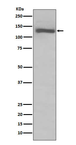 1 - Anti-TLR7 Rabbit Monoclonal Antibody ABO13545