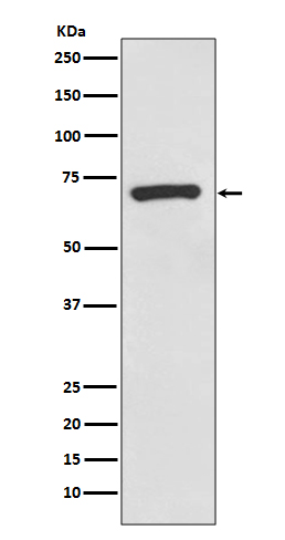 1 - Anti-CD73 Rabbit Monoclonal Antibody ABO13546