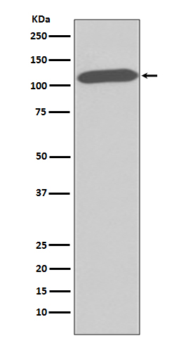1 - Anti-CD26/DPP4 Rabbit Monoclonal Antibody ABO13547