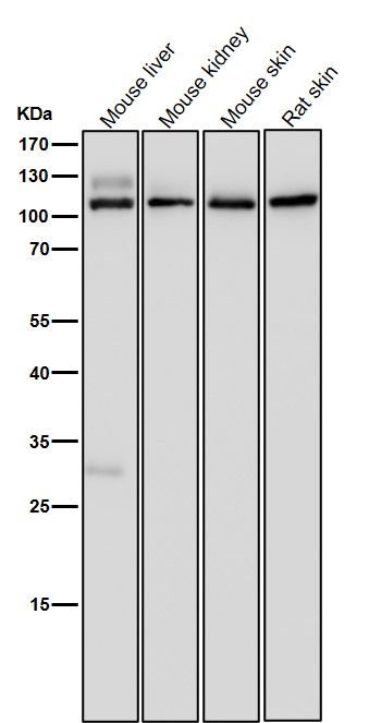 1 - Anti-CD26/DPP4 Rabbit Monoclonal Antibody ABO13547