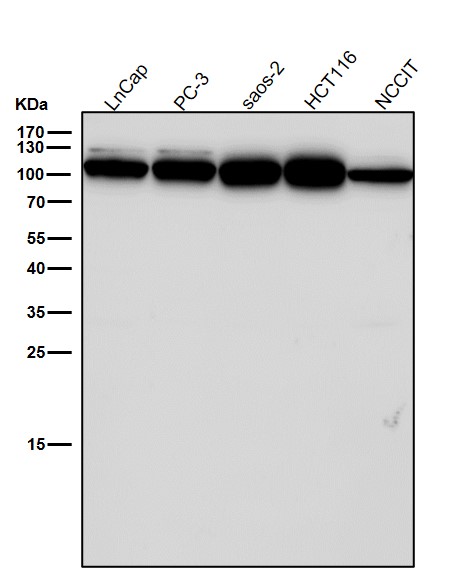 1 - Anti-CD26/DPP4 Rabbit Monoclonal Antibody ABO13547