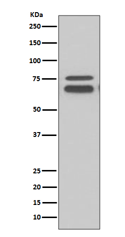 1 - Anti-FMRP FMR1 Rabbit Monoclonal Antibody ABO13548