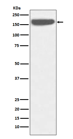1 - Anti-SOS1 Rabbit Monoclonal Antibody ABO13550