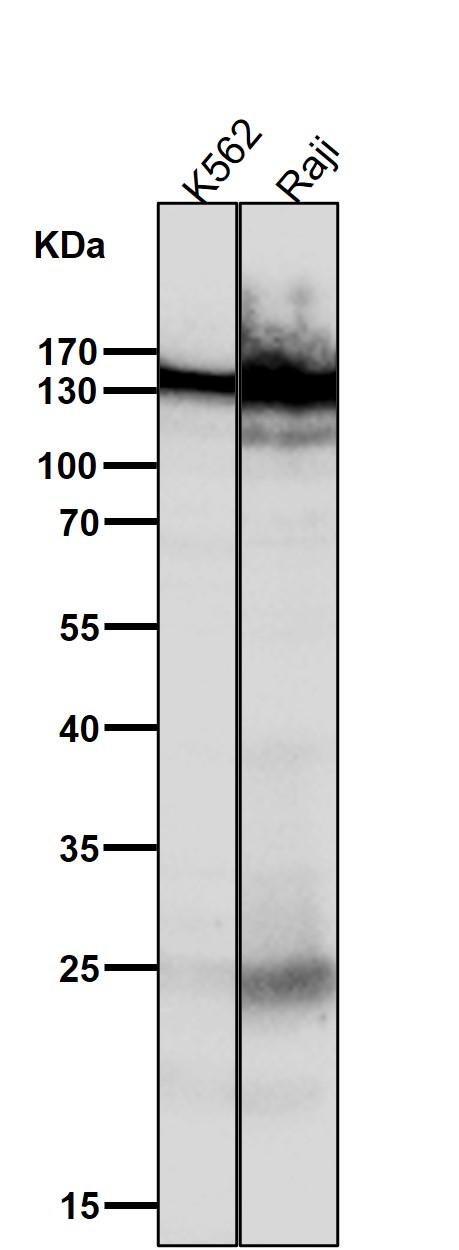 1 - Anti-SOS1 Rabbit Monoclonal Antibody ABO13550