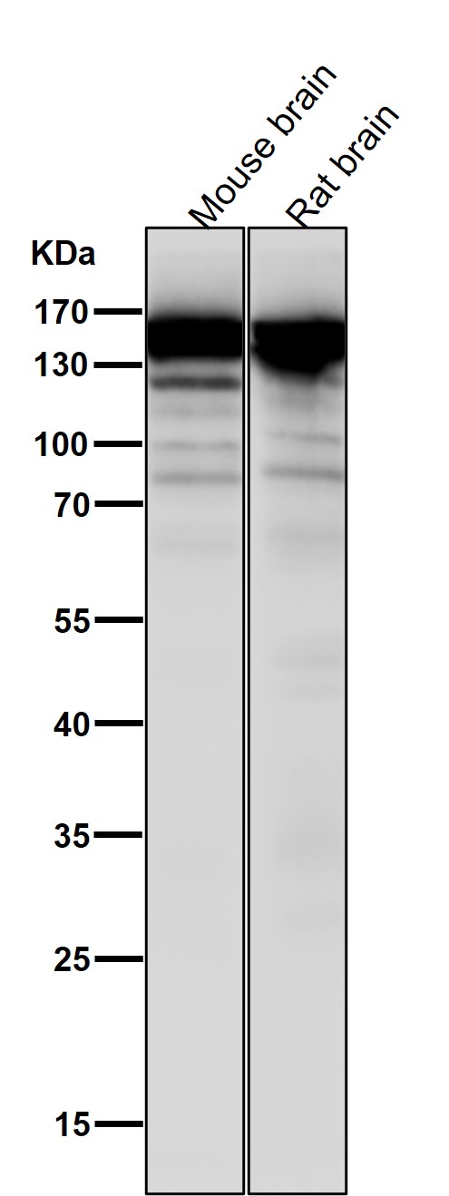 1 - Anti-SOS1 Rabbit Monoclonal Antibody ABO13550