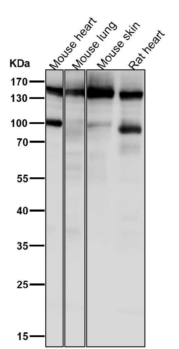 1 - Anti-SOS1 Rabbit Monoclonal Antibody ABO13550