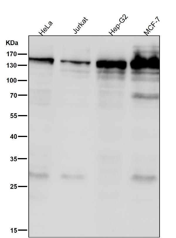 1 - Anti-SOS1 Rabbit Monoclonal Antibody ABO13550