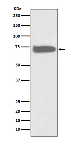 1 - Anti-GCLC Rabbit Monoclonal Antibody ABO13551