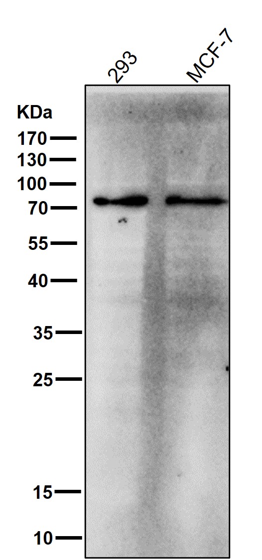 1 - Anti-GCLC Rabbit Monoclonal Antibody ABO13551