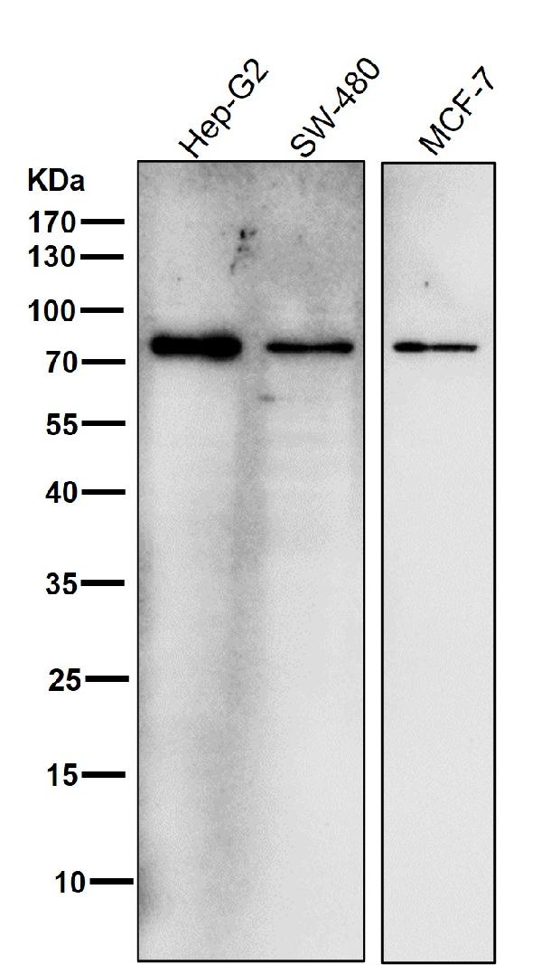 1 - Anti-GCLC Rabbit Monoclonal Antibody ABO13551