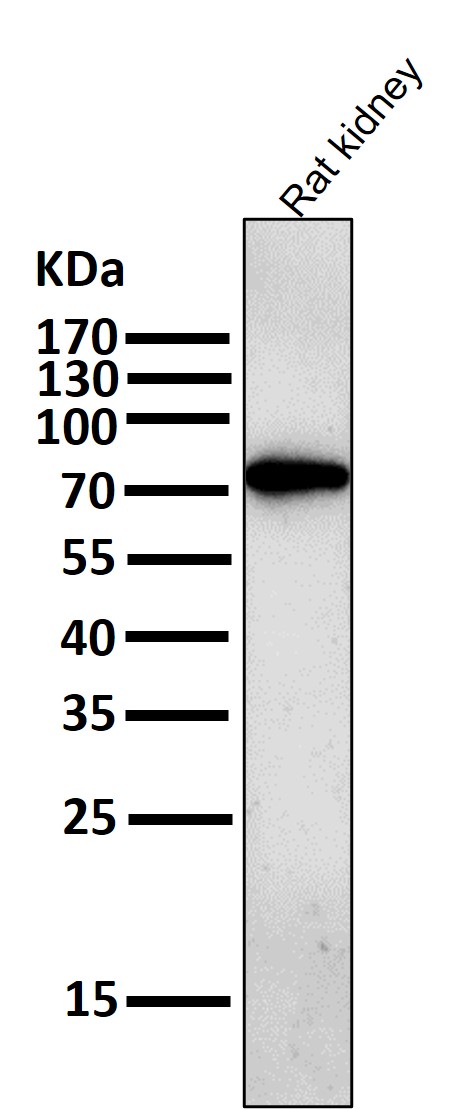 1 - Anti-GCLC Rabbit Monoclonal Antibody ABO13551