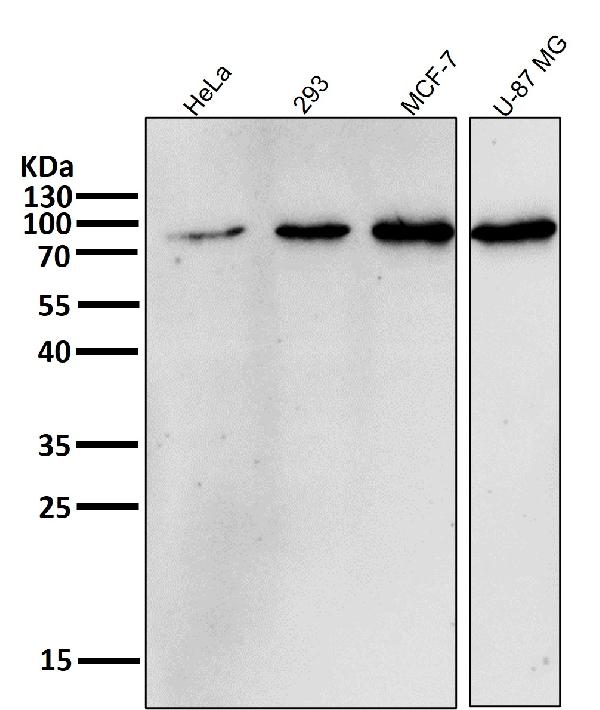 1 - Anti-GCLC Rabbit Monoclonal Antibody ABO13551