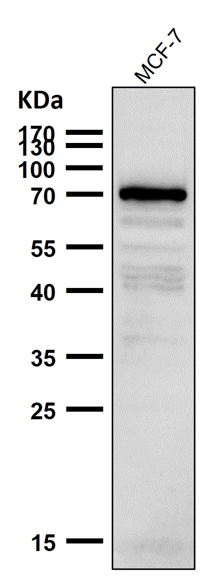 1 - Anti-GCLC Rabbit Monoclonal Antibody ABO13551