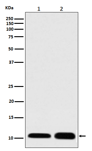 1 - Anti-S100 S100A1 Rabbit Monoclonal Antibody ABO13553