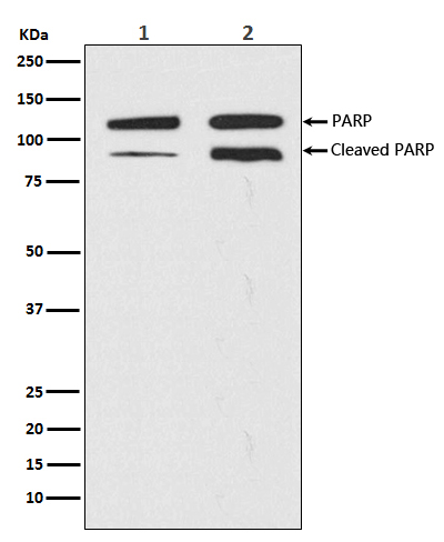 1 - Anti-PARP PARP1 Rabbit Monoclonal Antibody ABO13554