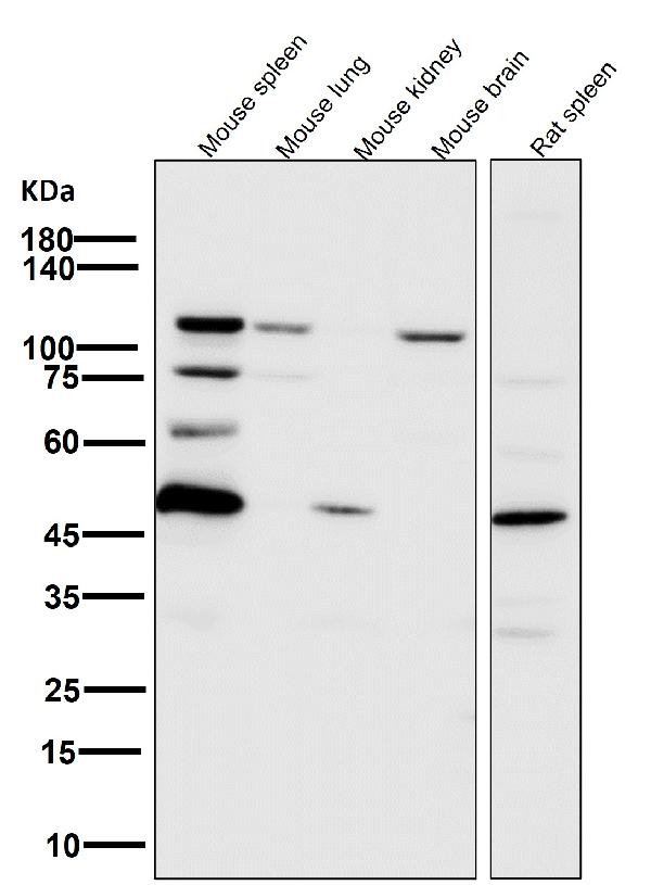 1 - Anti-PARP PARP1 Rabbit Monoclonal Antibody ABO13554