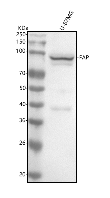 1 - Anti-FAP1 Rabbit Monoclonal Antibody ABO13555