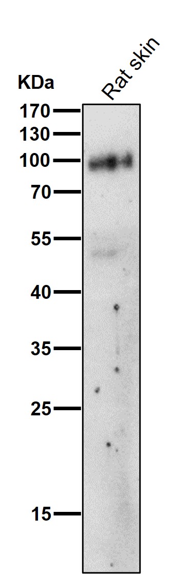 1 - Anti-FAP1 Rabbit Monoclonal Antibody ABO13555