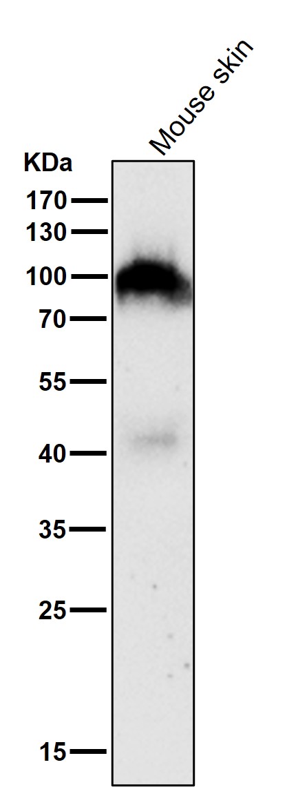 1 - Anti-FAP1 Rabbit Monoclonal Antibody ABO13555