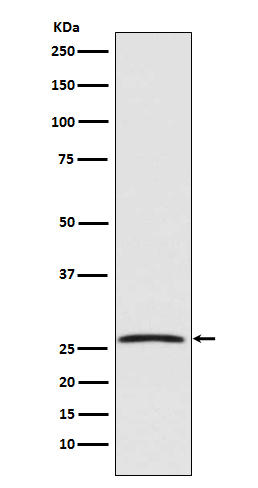 1 - Anti-GDNF Rabbit Monoclonal Antibody ABO13556