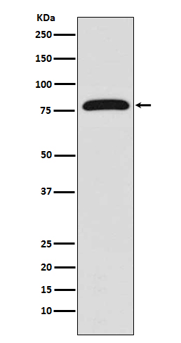 1 - Anti-TGM2/Transglutaminase 2 Rabbit Monoclonal Antibody ABO13559