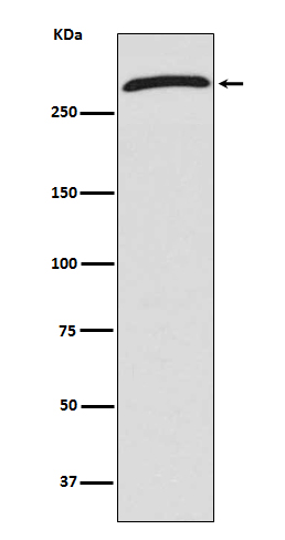 1 - Anti-CHD4 Rabbit Monoclonal Antibody ABO13560