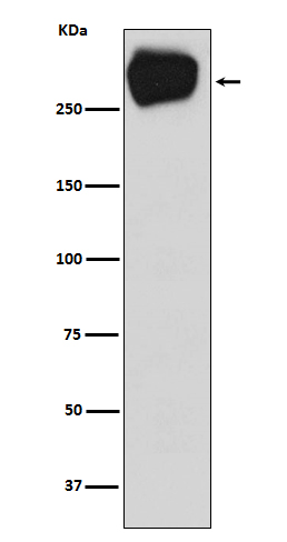 1 - Anti-MRP1 ABCC1 Rabbit Monoclonal Antibody ABO13561