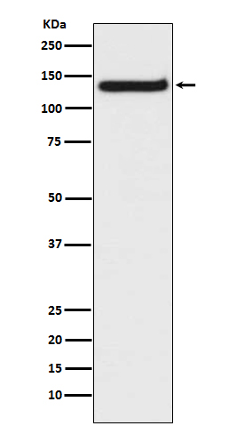 1 - Anti-TLR9 Rabbit Monoclonal Antibody ABO13562