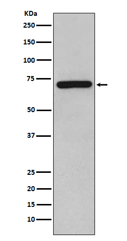 1 - Anti-RelB Rabbit Monoclonal Antibody ABO13563
