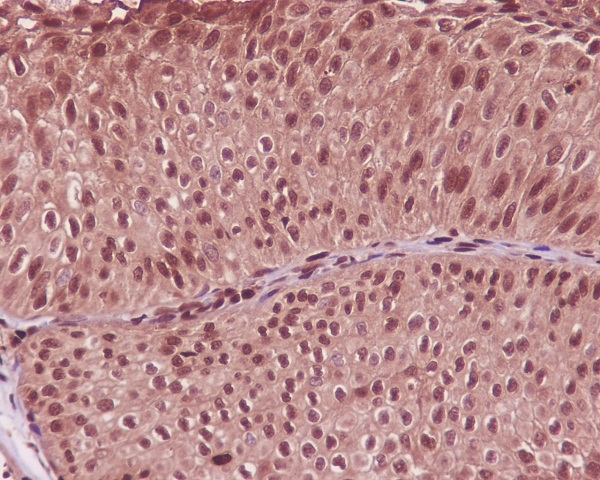 2 - Anti-GAPDH Rabbit Monoclonal Antibody ABO13567