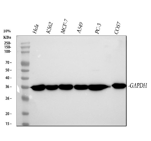 1 - Anti-GAPDH Rabbit Monoclonal Antibody ABO13567
