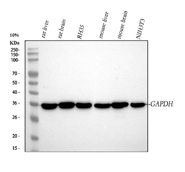 1 - Anti-GAPDH Rabbit Monoclonal Antibody ABO13567