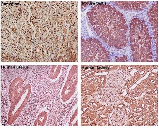2 - Anti-GAPDH Rabbit Monoclonal Antibody ABO13568