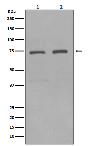 1 - Anti-KIFC1 Rabbit Monoclonal Antibody ABO13571