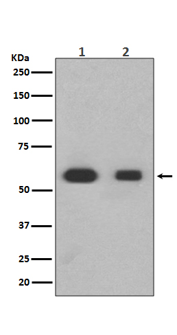 1 - Anti-Smad3 Rabbit Monoclonal Antibody ABO13573