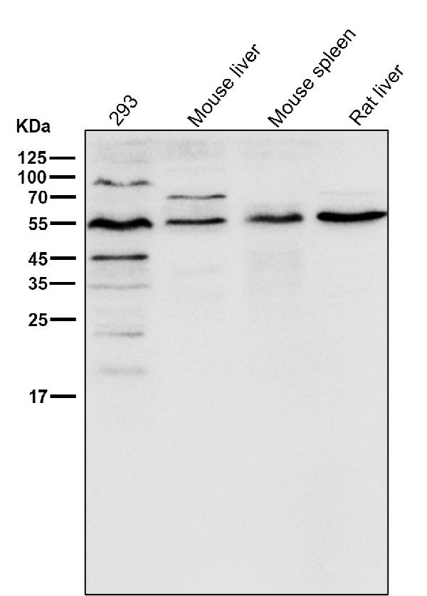 1 - Anti-Smad3 Rabbit Monoclonal Antibody ABO13573