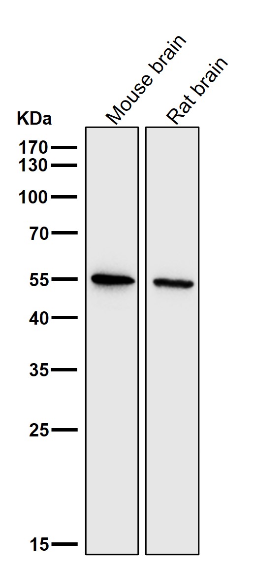 1 - Anti-Smad3 Rabbit Monoclonal Antibody ABO13573